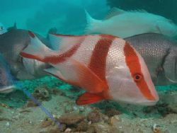 Red Emperor Unusual to see a red so shallow. Navy Peir Ex... by Brad Cox 